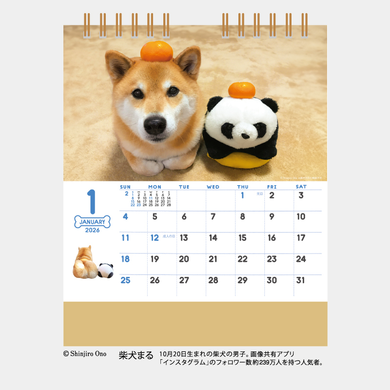 卓上カレンダー　柴犬まるとおさんぽ